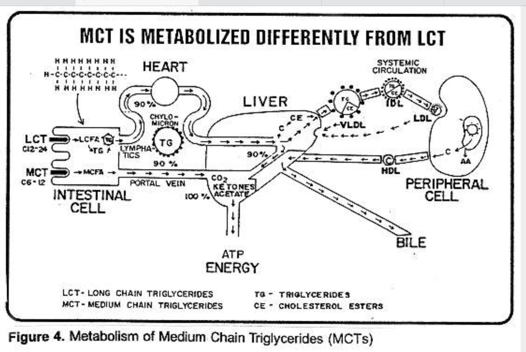 fatty_acid_metabolism.jpg